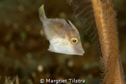 Sweet juvenile Filefish
Nikon D750, Ikelite housing, 2 I... by Margriet Tilstra 